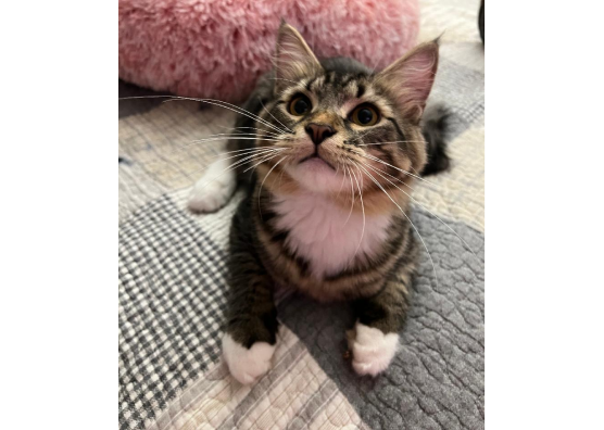 Brown Tabby with White Cat